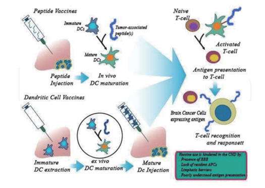 Polypeptide vaccines and dendritic virus vaccines for the treatment of brain tumors