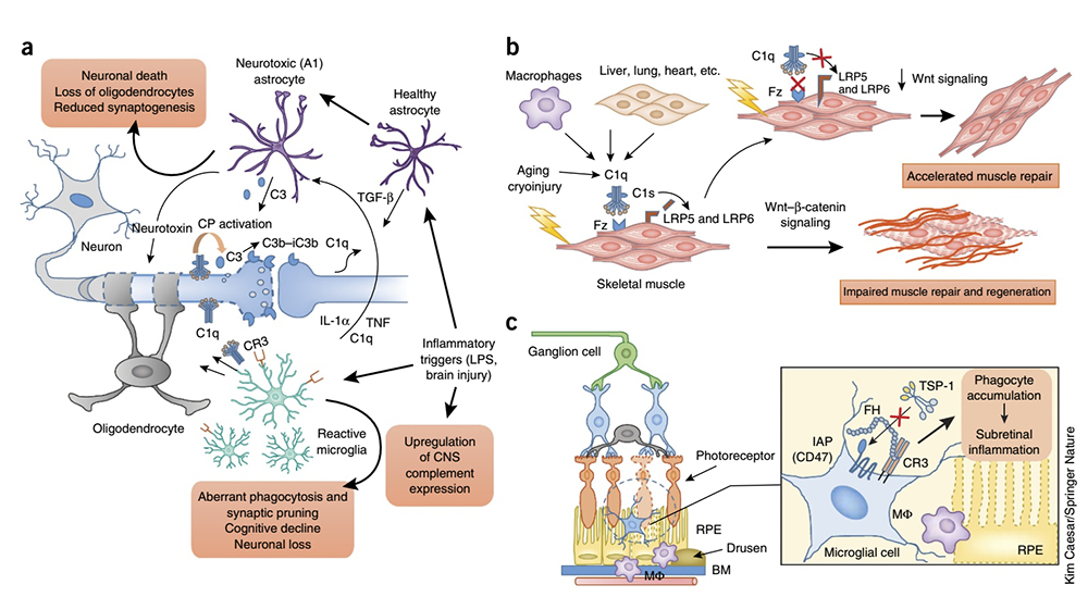 The role of complement in inflammation