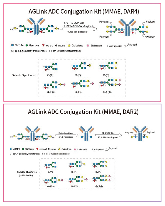 The structure, components and functions and characteristic of an ADC drug.