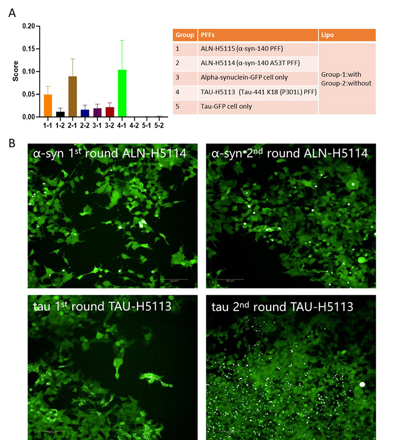 Application of Tau PFFs and Alpha-Synuclein PFFs in Neurodegenerative Disease Research Abstract