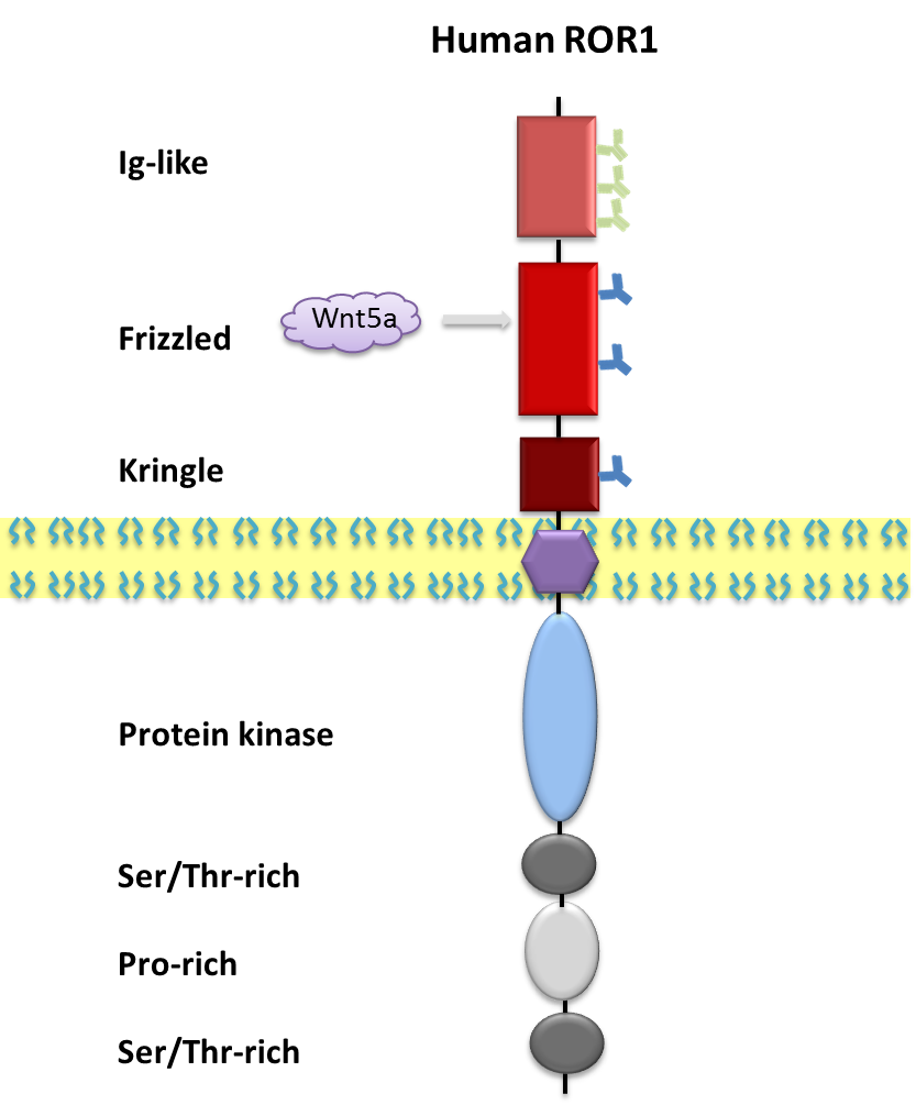 ROR1 proteins