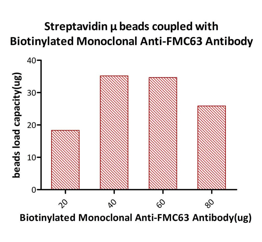 Streptavidin-coupled Magnetic Beads