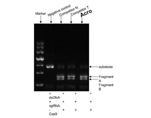 GENPower™ NLS-Cas9 Nuclease