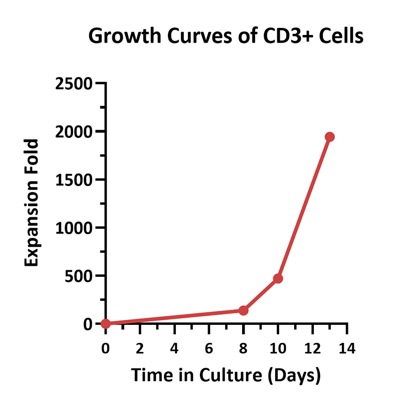 Cultivation Scheme of PBMC-Derived T Cells in 3L Systems