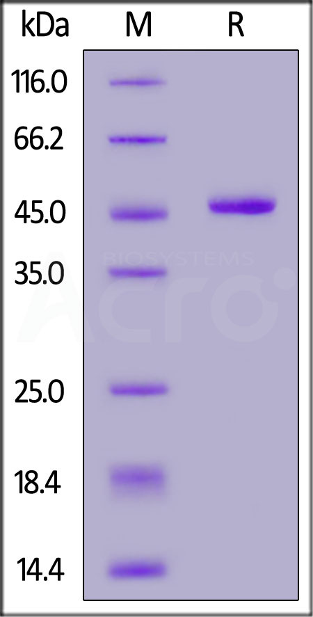 High purity and structural homogeneity verified by SDS-PAGE and SEC-MALS