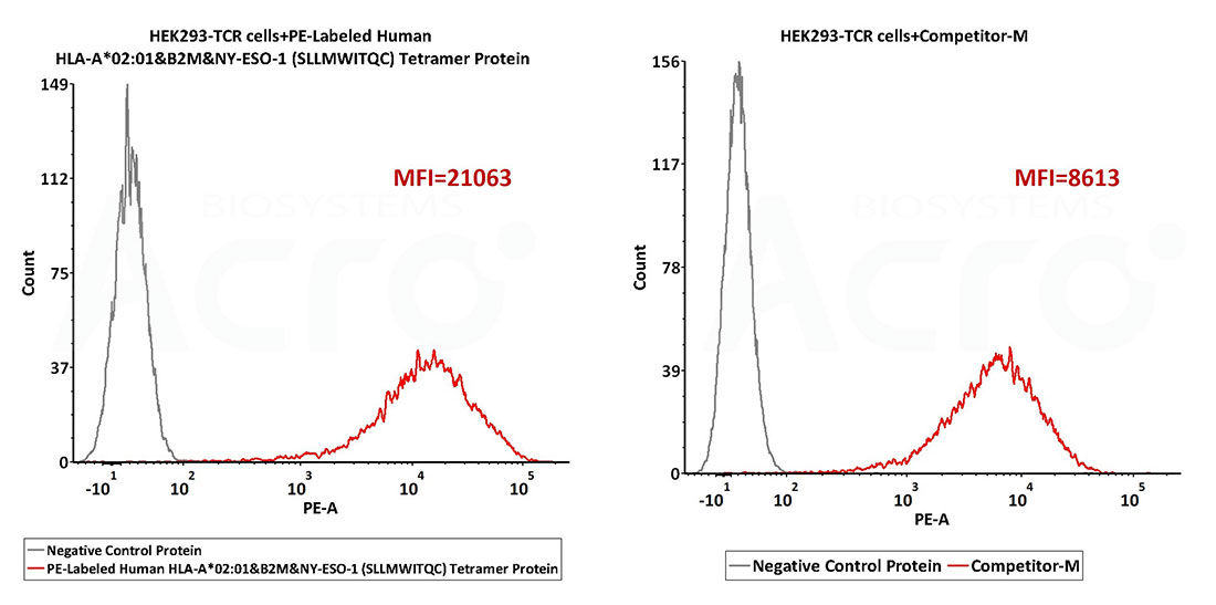 MHC-Peptide Complex Stability