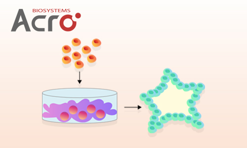 Supporting 2-D and 3-D Cell Culture with Mogengel