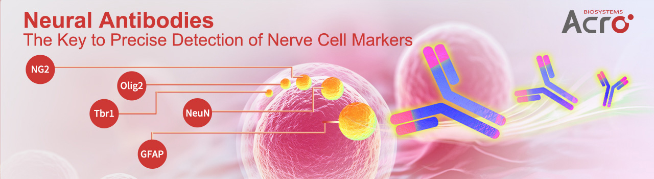 Neural Antibodies