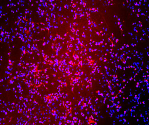 The specificity of NeuN antibody was verified by immunofluorescence