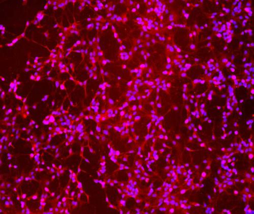 The specificity of Olig2 antibody was verified by immunofluorescence