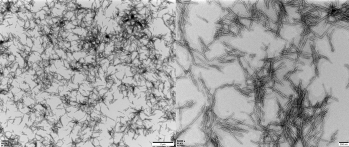 PFFs morphology (electron microscopy)