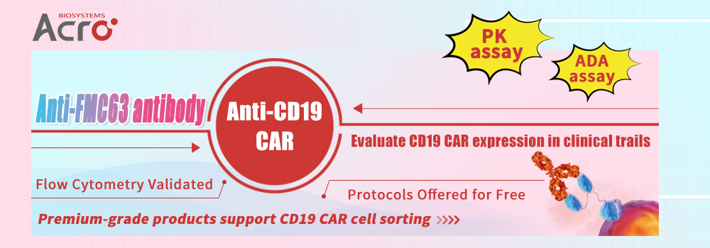 Anti-CD19(FMC63) CAR를 검출하는 특이성 항체