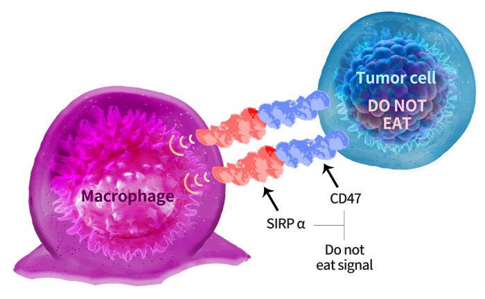 CD47 단백질