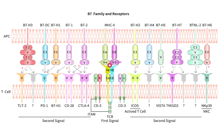 B7-CD28 단백질족