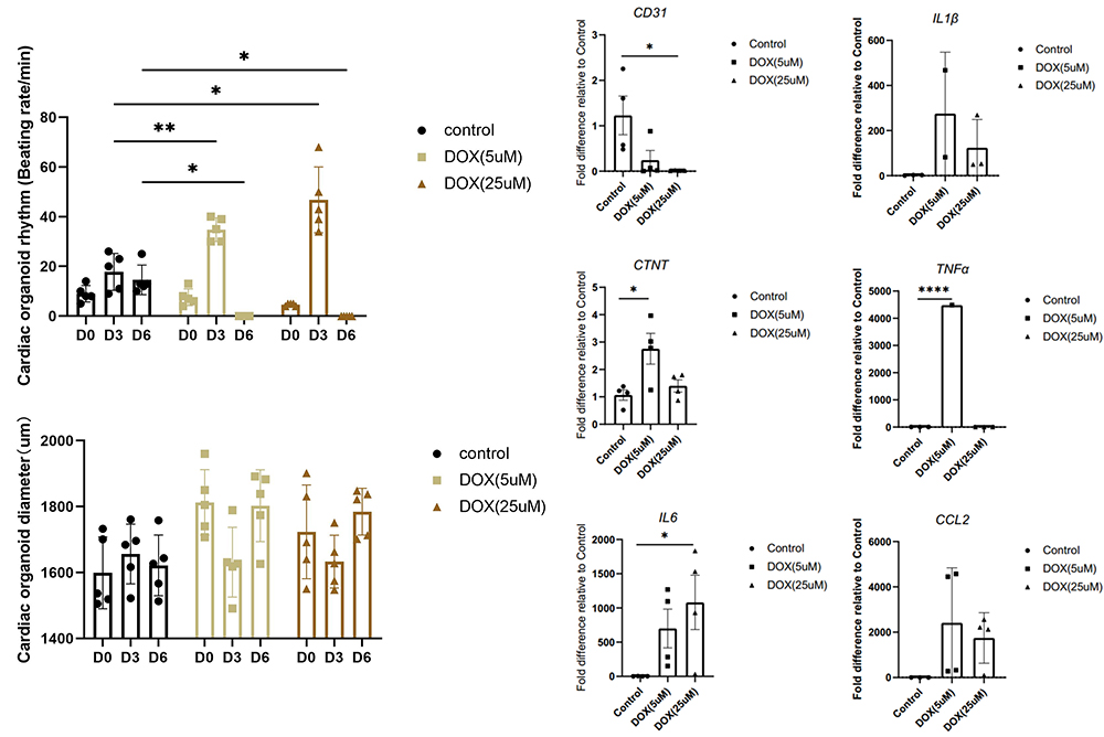 Immune Function – Foreign Stimuli Response