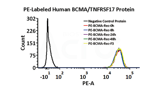 PE-BCMA 안정성 FACS에서 검증됨