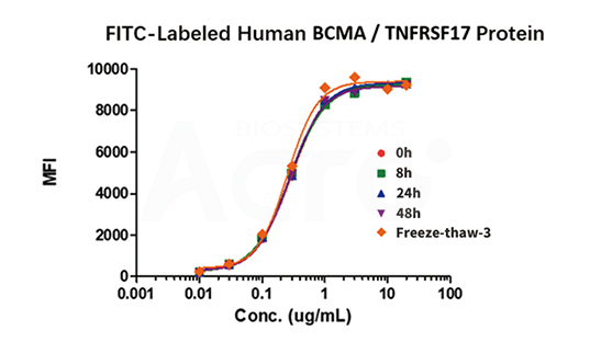 FITC-BCMA 안정성 FACS에서 검증됨