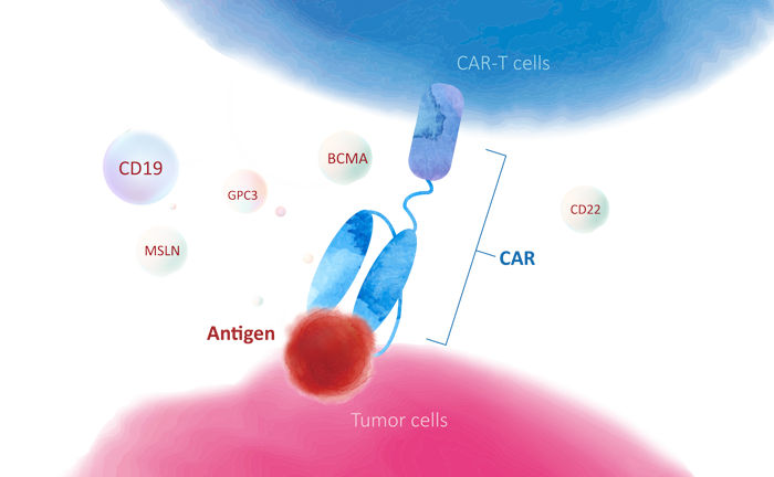 CAR-T Related Products