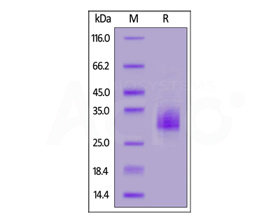 BCMA SDS-PAGE