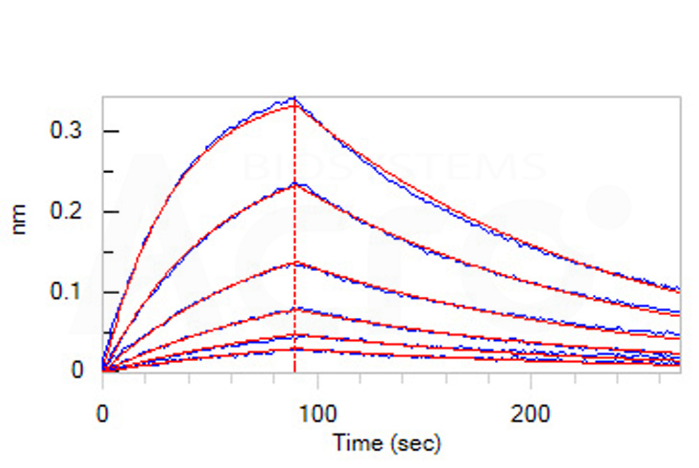  CD30 BLI