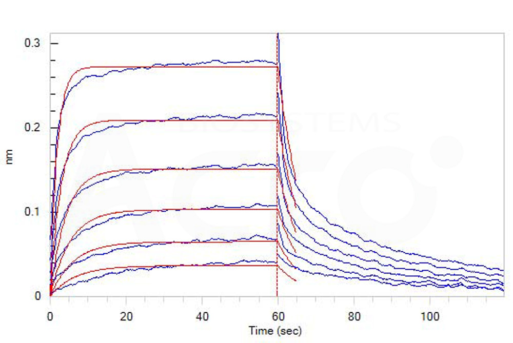 Human_FcRn_Heterodimer_Protein_Bli