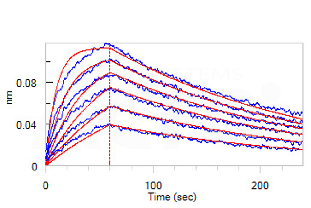 Human_FcRn_Heterodimer_Protein_Bli