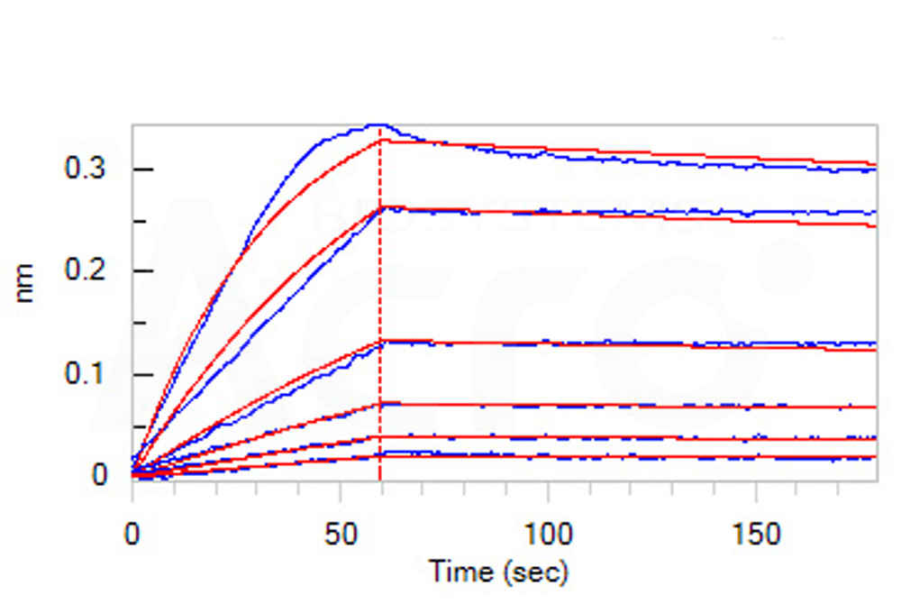 Human_FcRn_Heterodimer_Protein_Bli