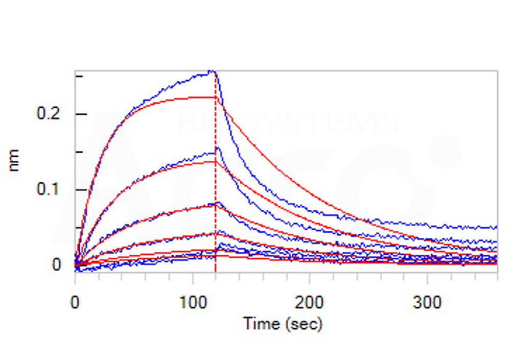 Human_FcRn_Heterodimer_Protein_Bli