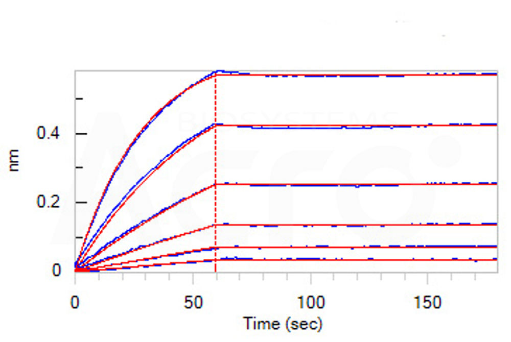 Human_FcRn_Heterodimer_Protein_Bli