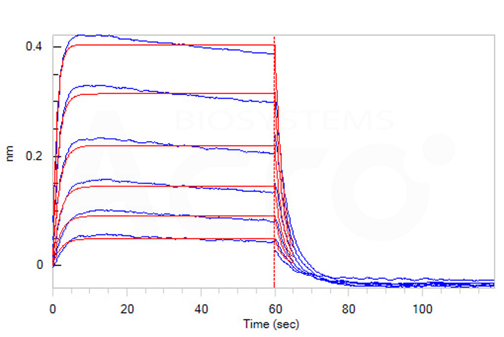 Human_FcRn_Heterodimer_Protein_Bli