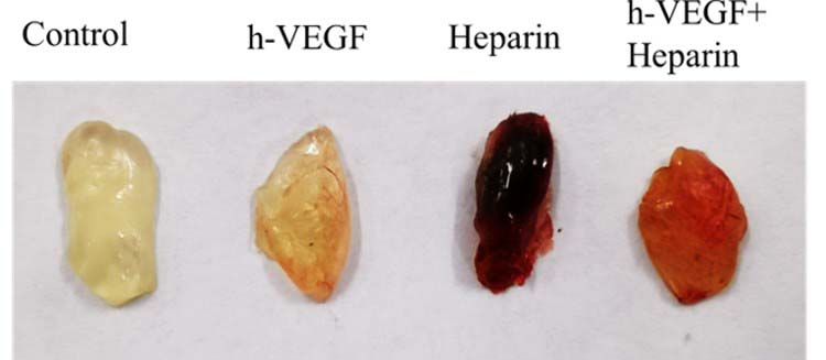  Mogengel IN VIVO ANGIOGENESIS ASSAY