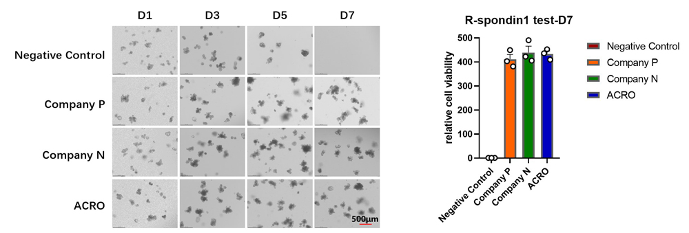  R-Spondin 1 ORGANOID CULTURE