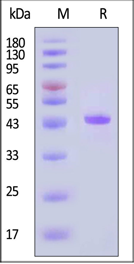 3CC-N3133-sds