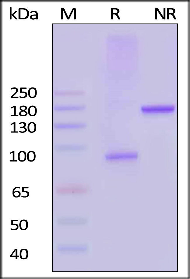 4-1BB Ligand SDS-PAGE