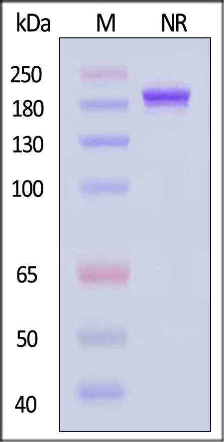 4-1BB Ligand SDS-PAGE