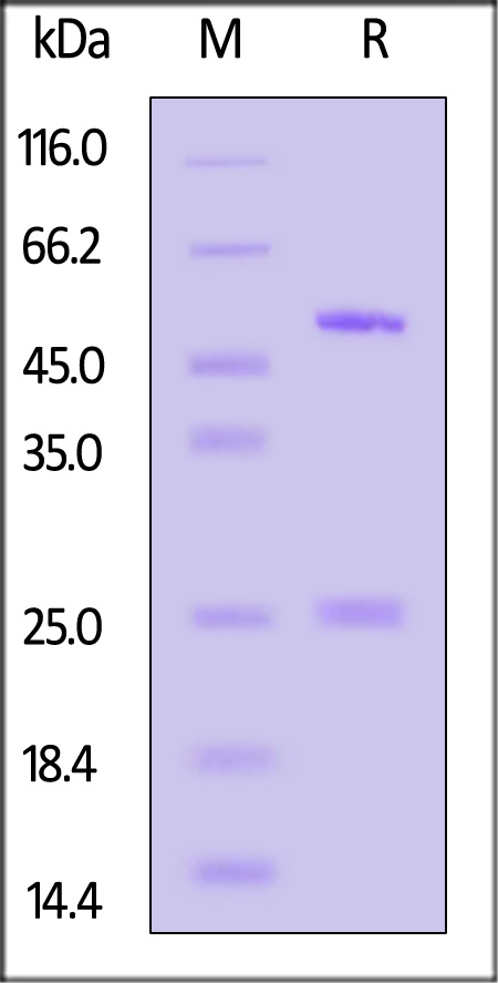 A29L SDS-PAGE