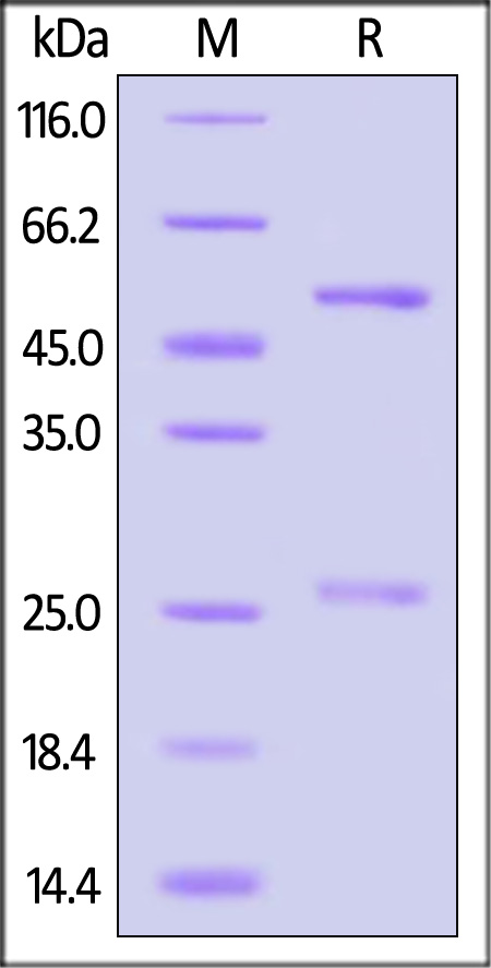 A30L SDS-PAGE