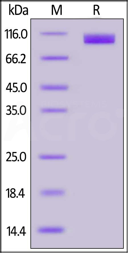 ACE2 SDS-PAGE