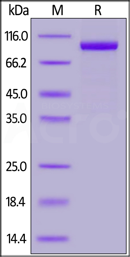 AC2-M5248-sds