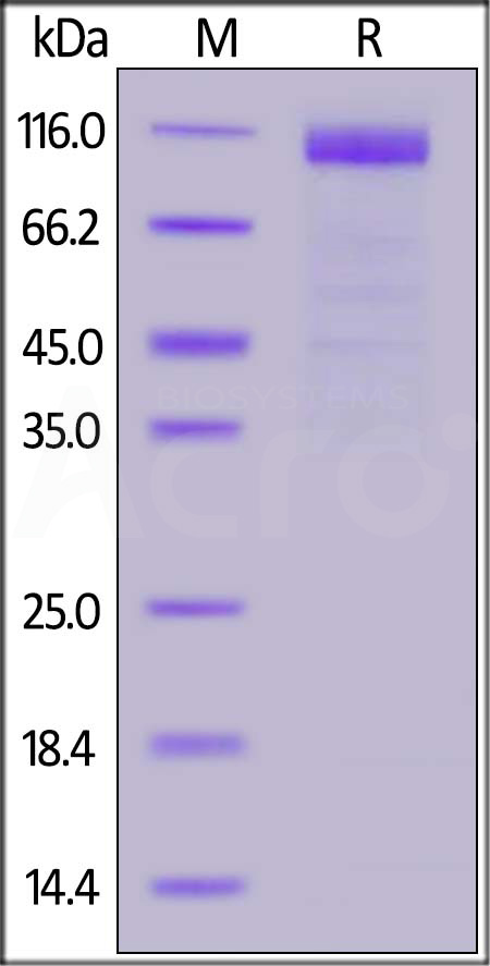 AC2-P5248-sds