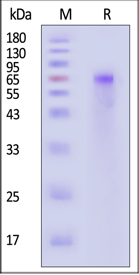 AD9-R52H4-sds