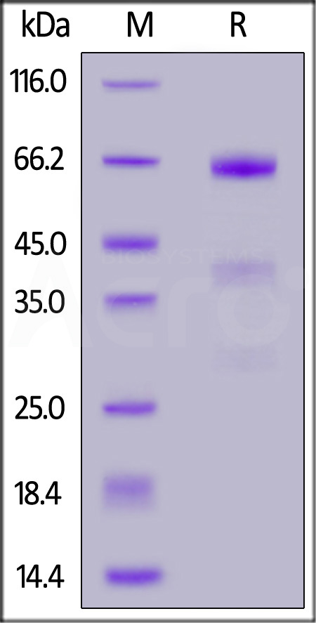 Angiopoietin-like 3 SDS-PAGE