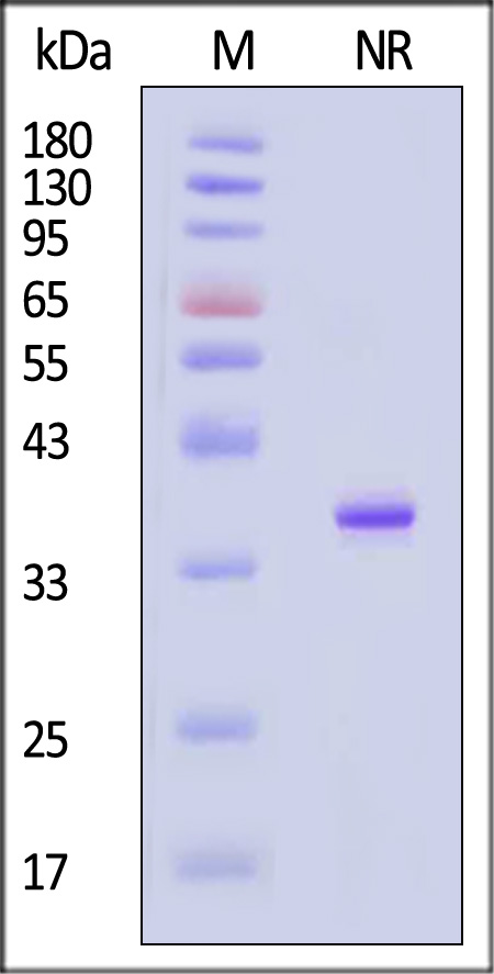 AN5-H81E5-sds