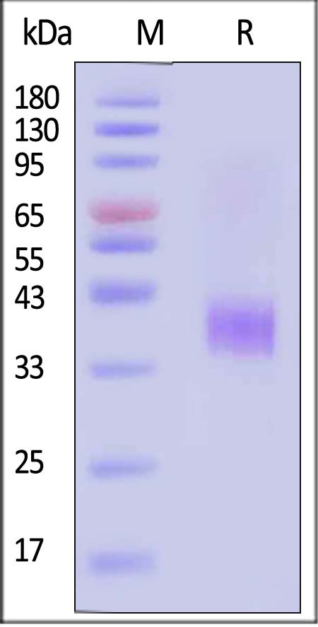 ASGR1 SDS-PAGE