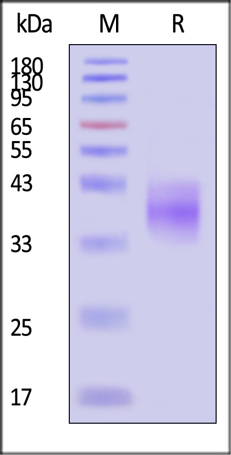 AS1-M5243-sds