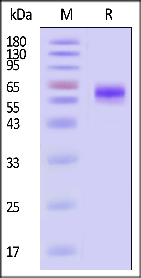 ASGR1 SDS-PAGE