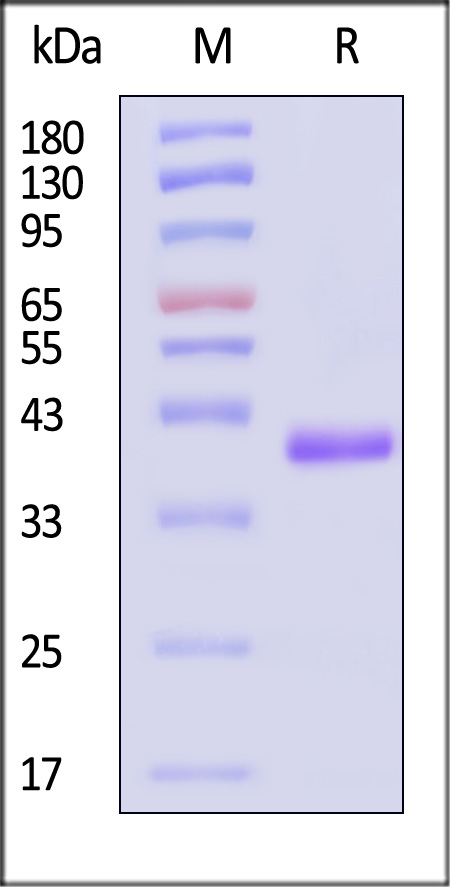 B6R-M52H3-sds