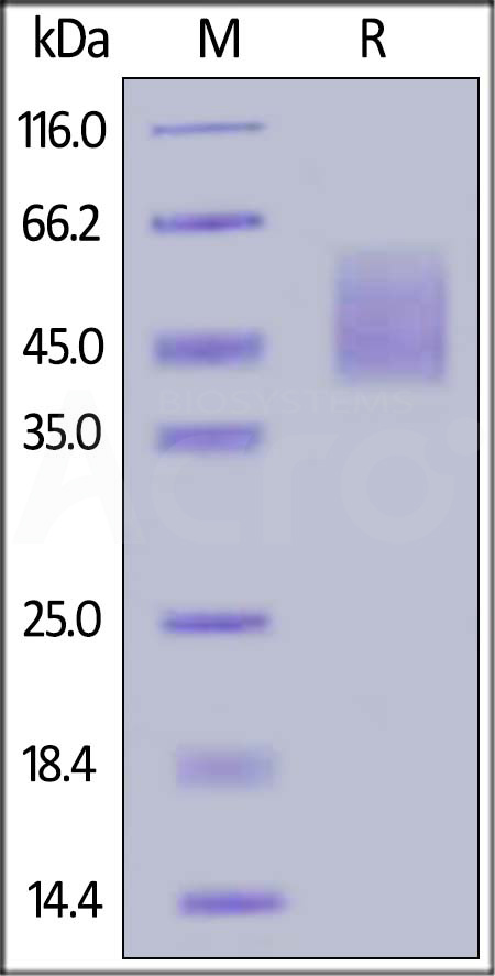 B7-H2 SDS-PAGE