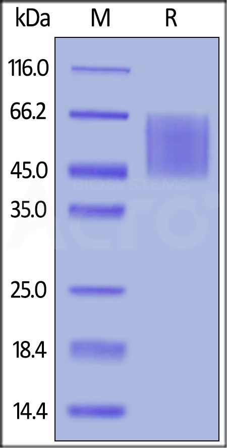 B7-H2 SDS-PAGE