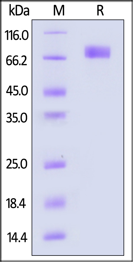 B72-R5259-sds